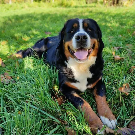 Rent-a-fairytale Tent 