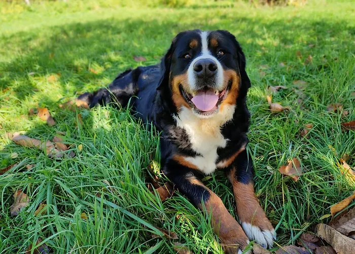 Rent-a-fairytale Tent 